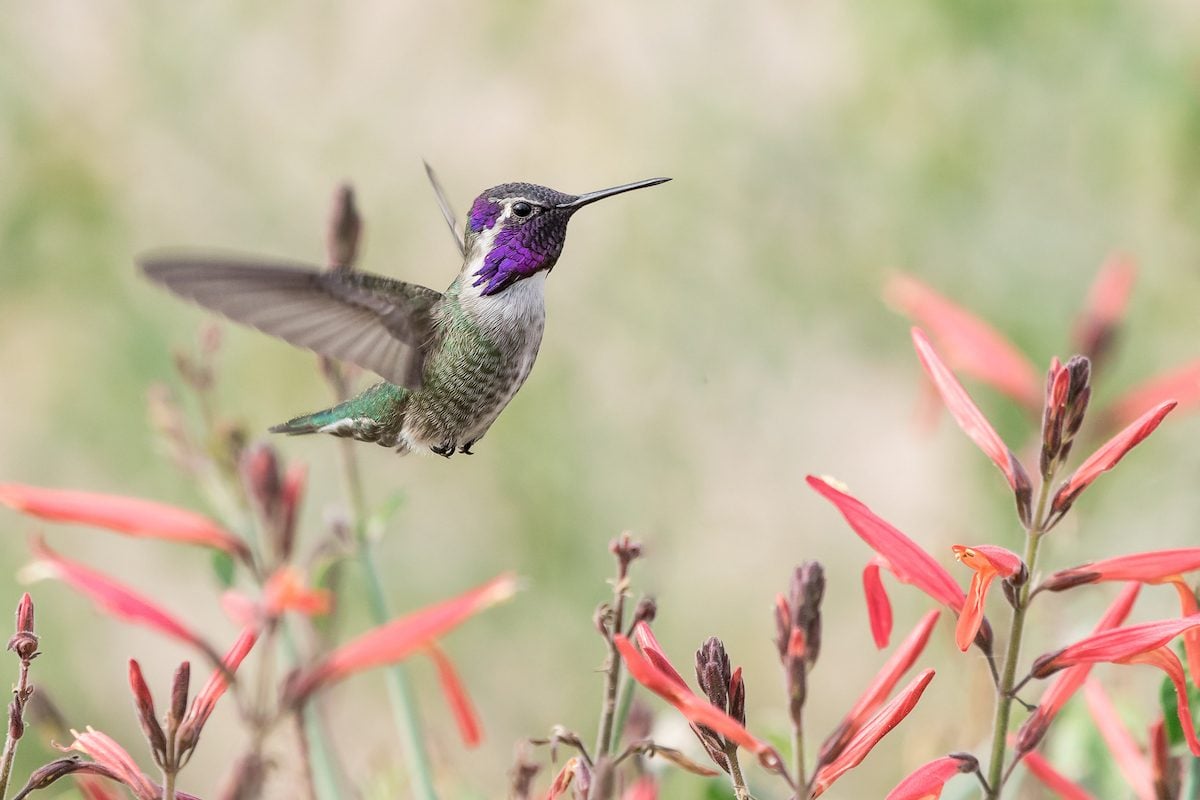 How Long Do Hummingbirds Live?