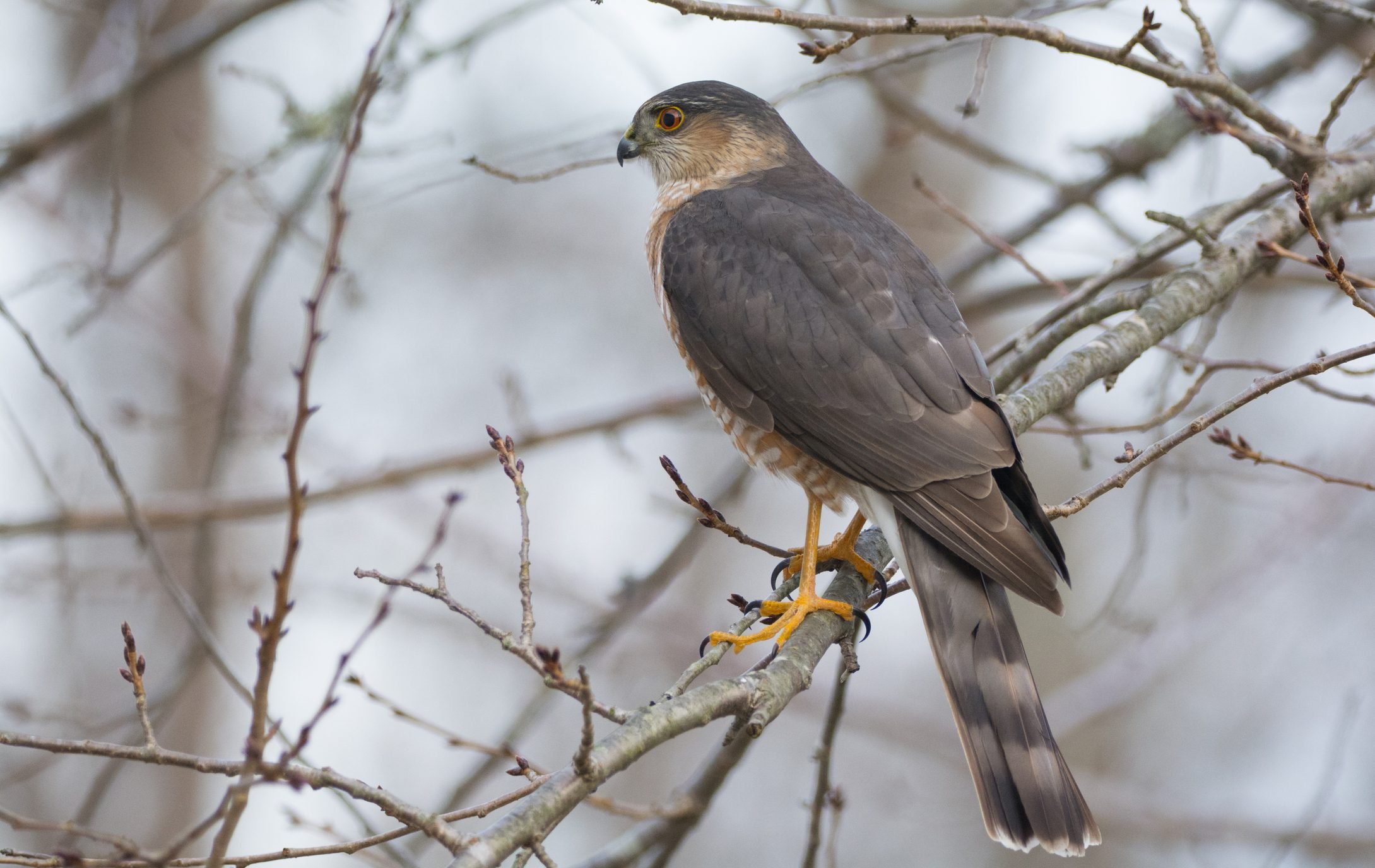 How to Identify Cooper's Hawks and Sharp-shinned Hawks ...
