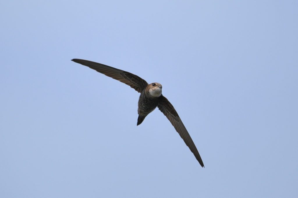 6 Fascinating Facts about Swifts - Birds and Blooms