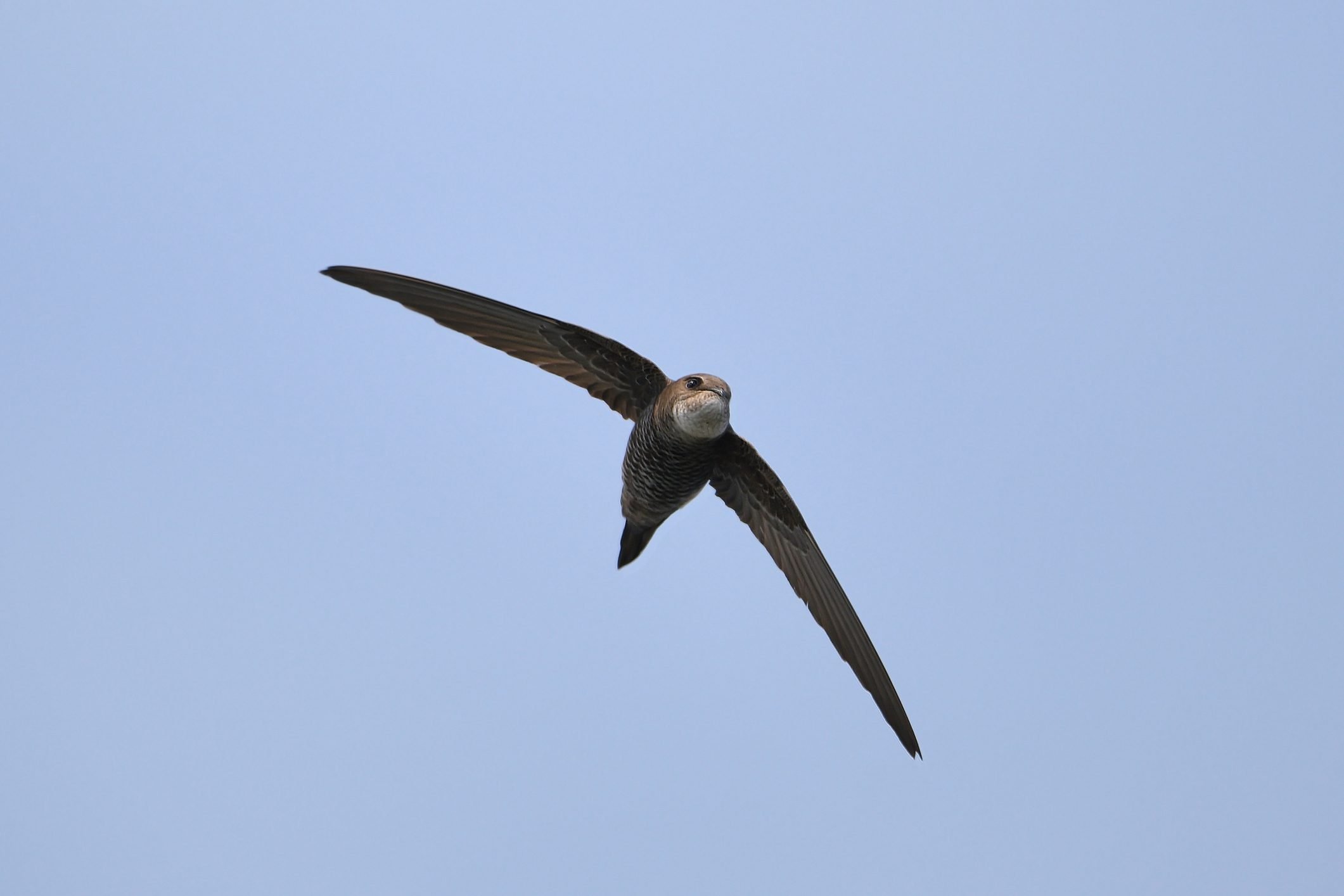 7 Fascinating Facts About Swift Birds