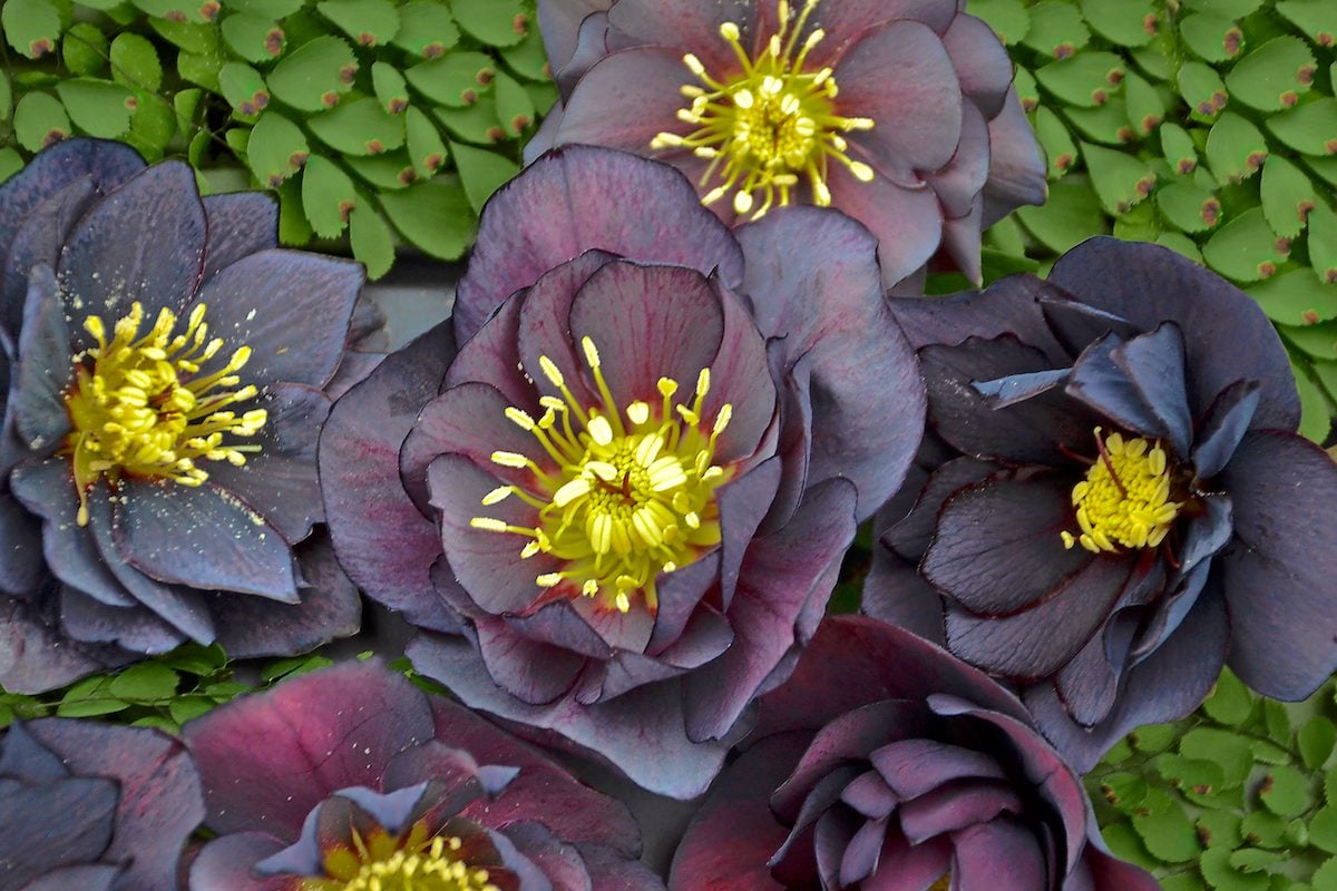 10 Black Flowers and Plants to Add Mystery to Your Garden