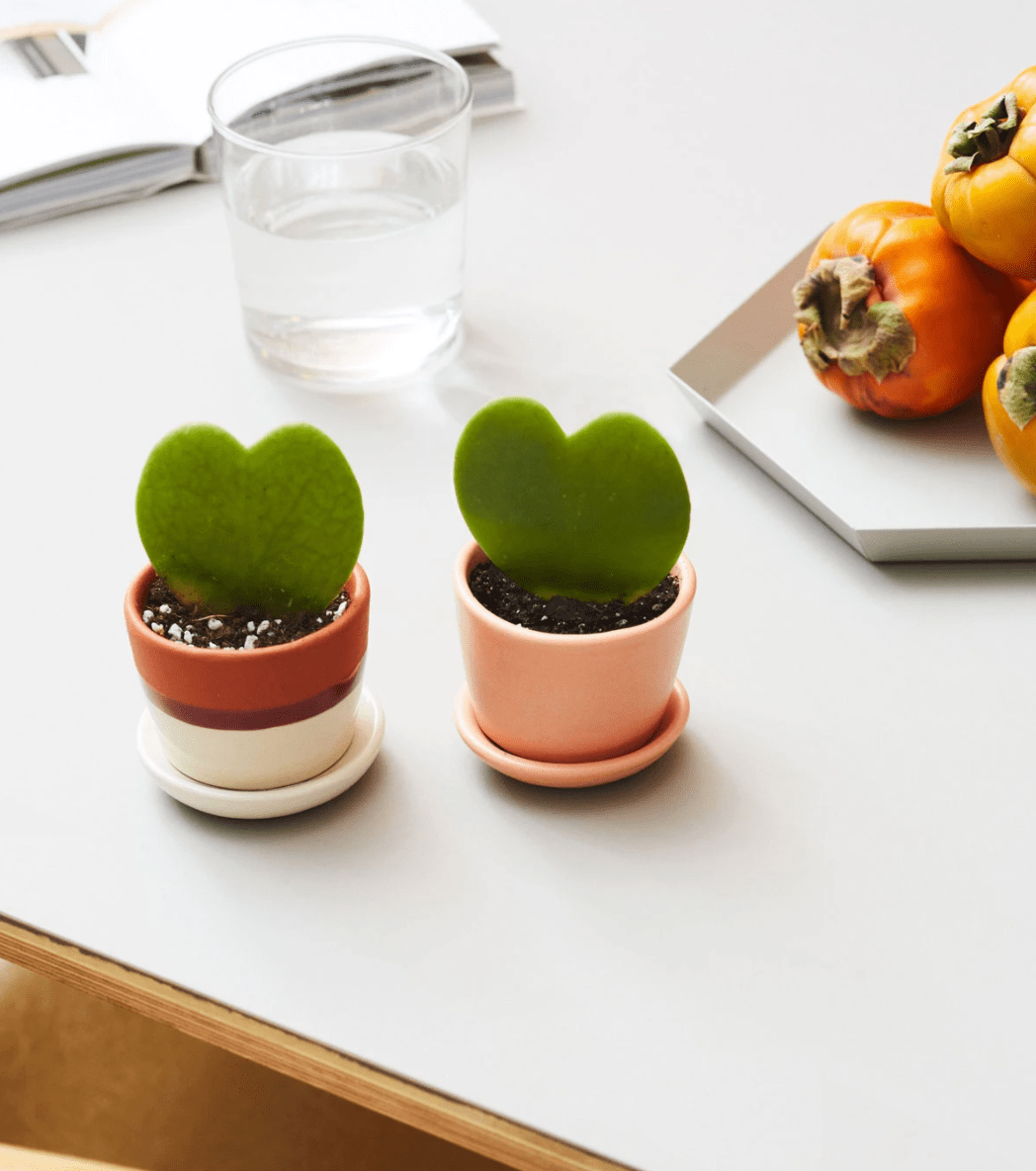 18 Indoor Plant Gifts to Brighten Your Day
