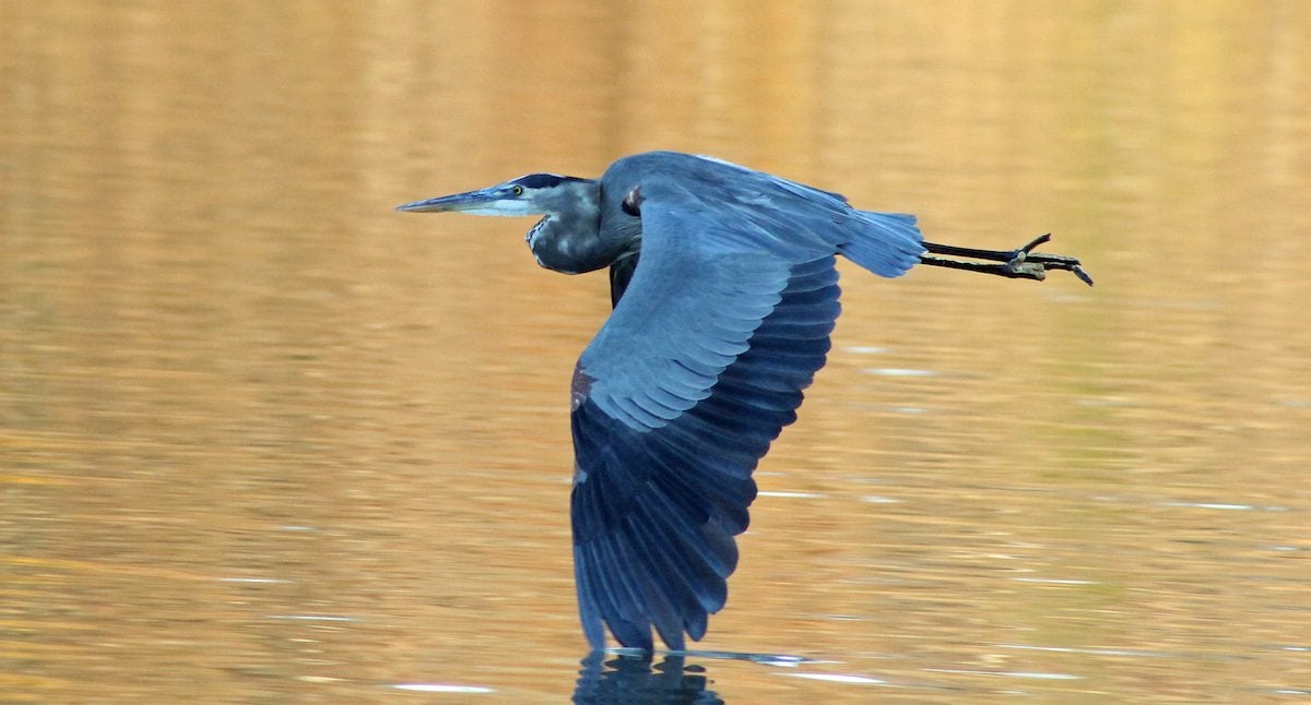 7 Fascinating Facts About Great Blue Herons