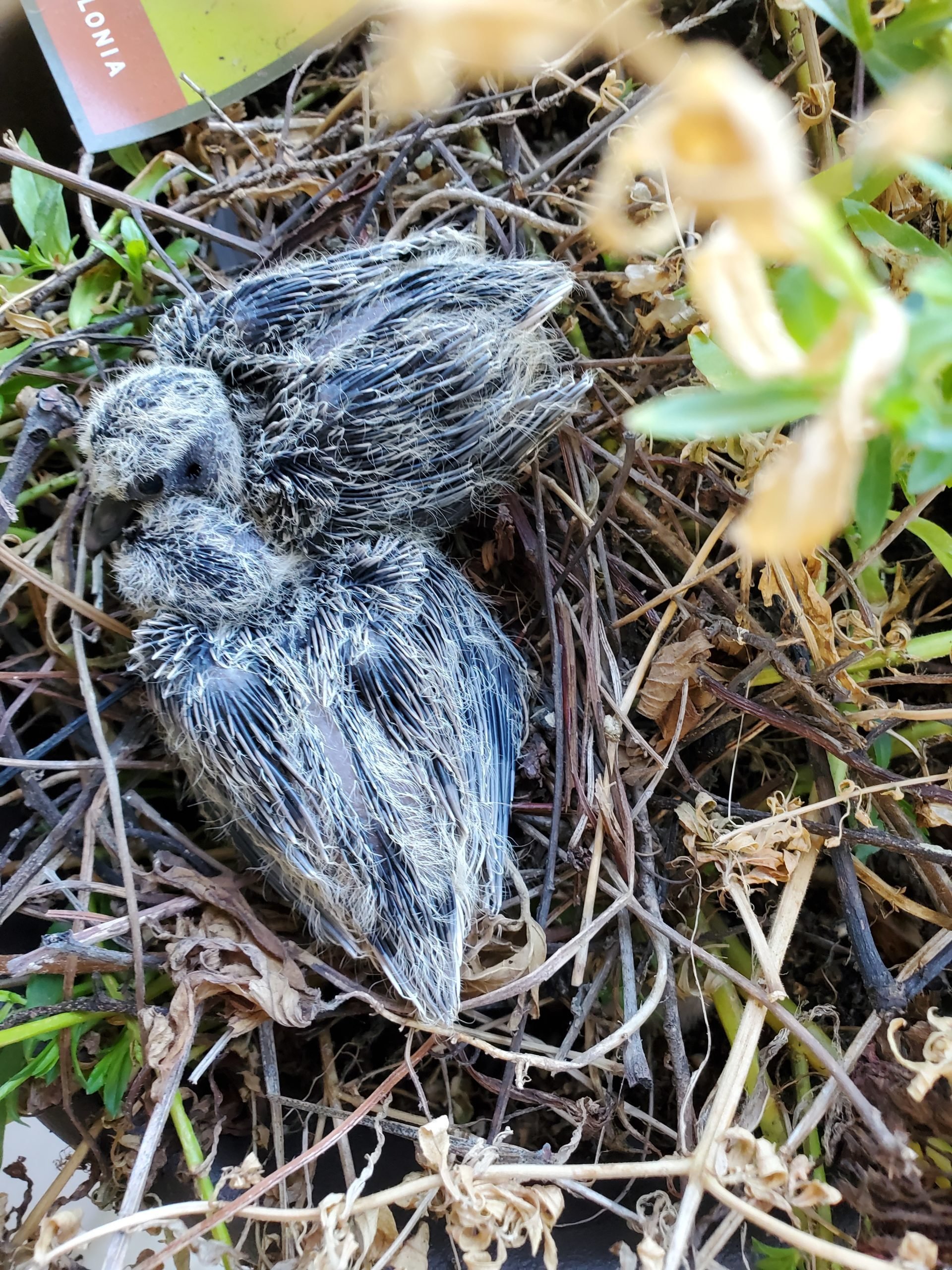Baby mourning doves