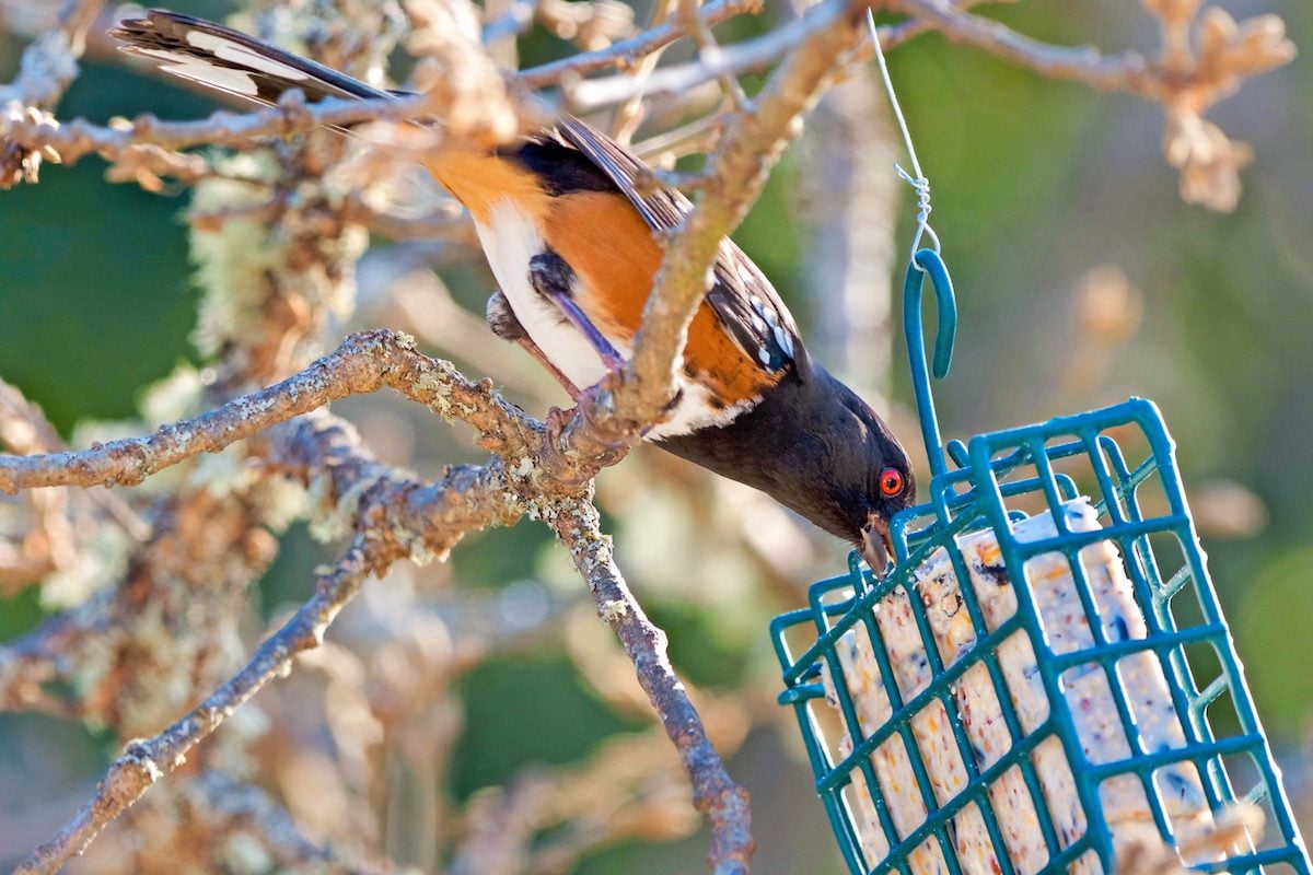 The 9 Best Fall Bird Feeding Tips