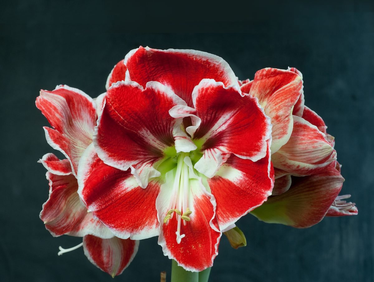 How to Grow and Care for Amaryllis (and Make the Bulbs Rebloom!)