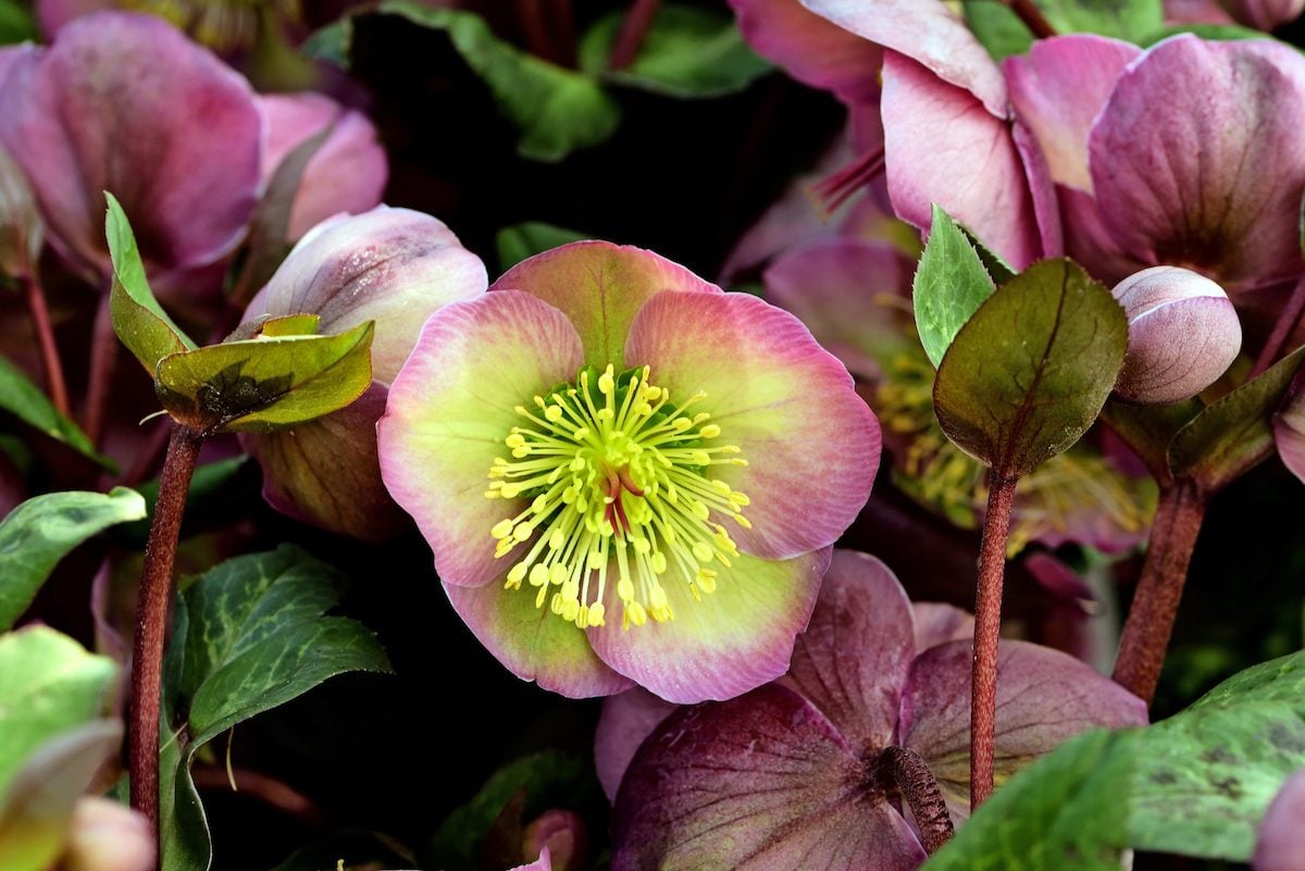 22 Early Blooming Spring Flowers for Your Garden
