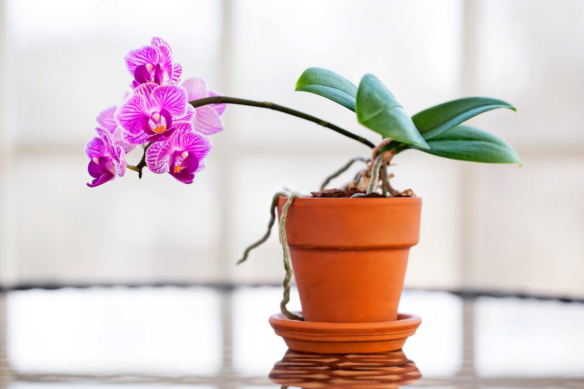Orchid Care 101: Your Guide to Growing Orchids - Birds and Blooms