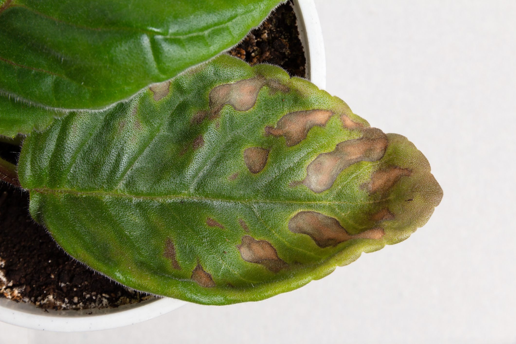 How to Prevent Spots on Plant Leaves - Birds and