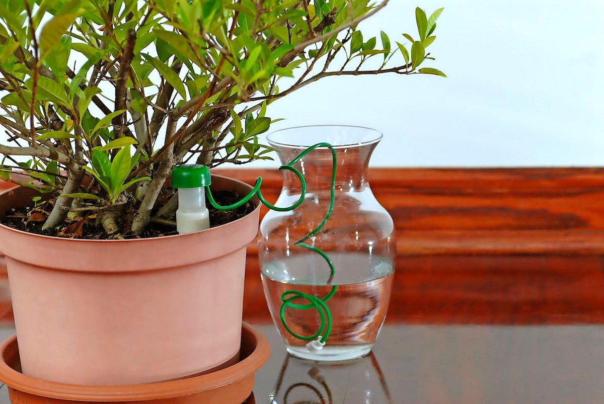 Easy Watering: 6 Plant Waterer Products We Love
