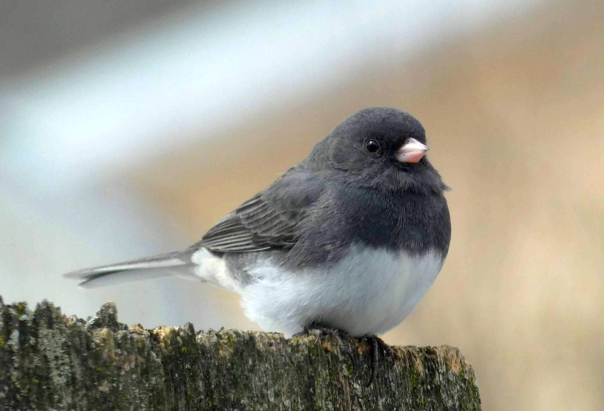 Junco vs Chickadee: Here's How to Tell the Difference