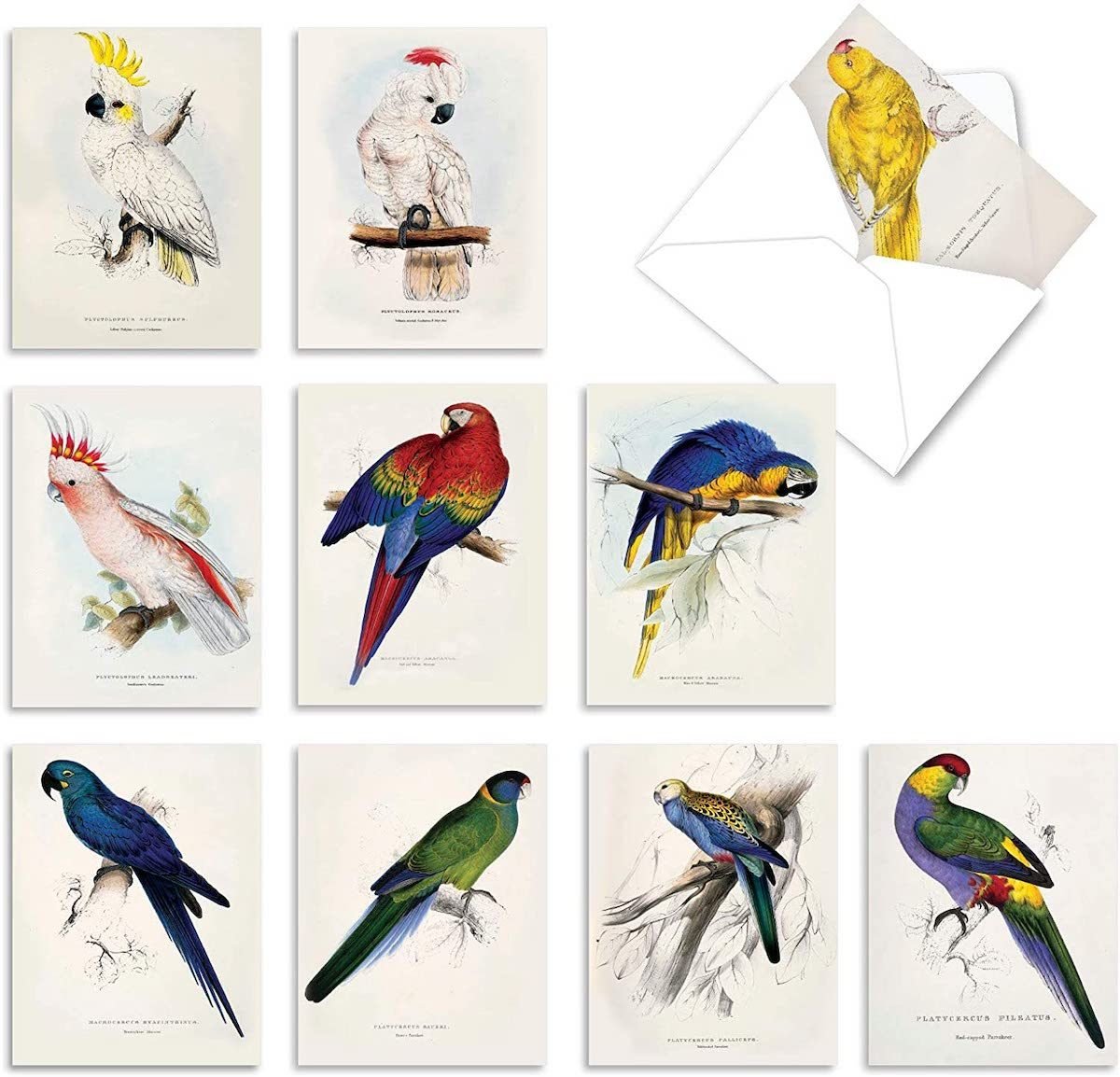 New Bird Christmas Cards 2021 Images