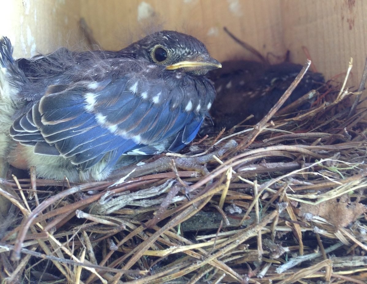 When Do Bluebirds Nest and Lay Eggs?
