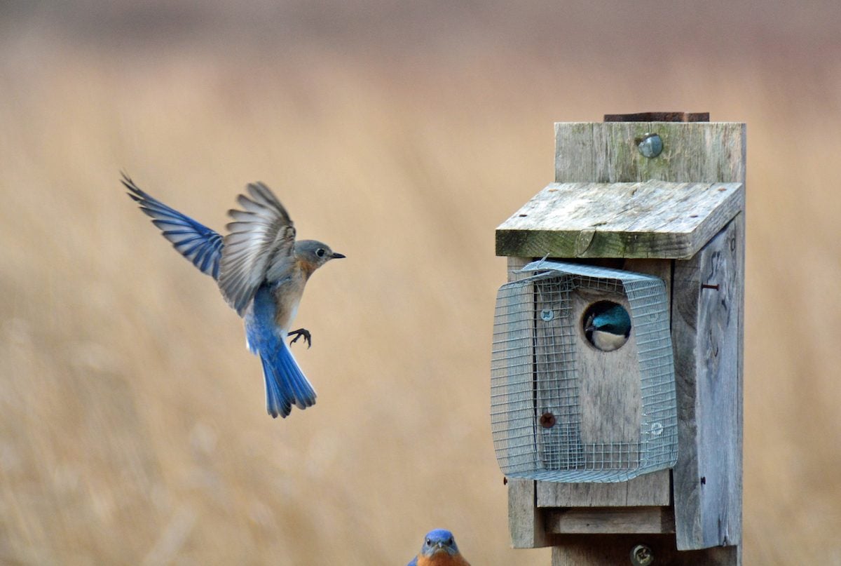 Is That a Tree Swallow in my Bluebird House?