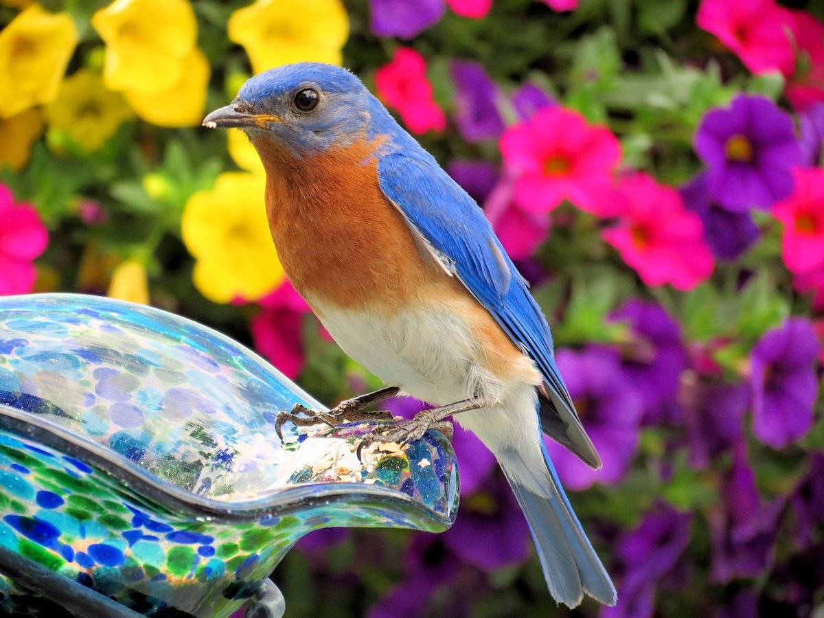20 Beautiful Pictures of Bluebirds