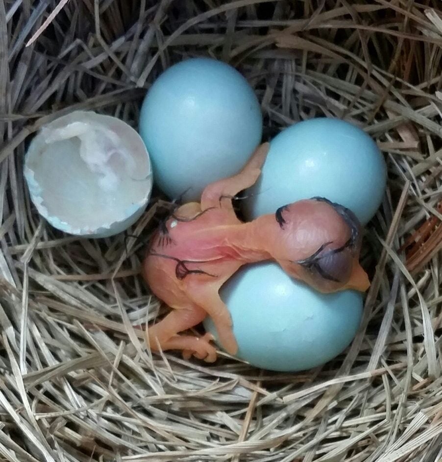 bluebird eggs and hatchling