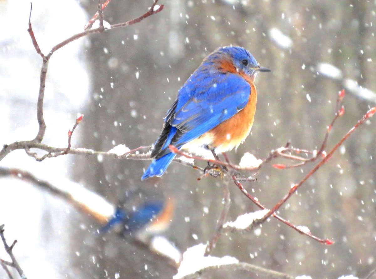 Ask the Experts: Do Bluebirds Migrate in Winter?