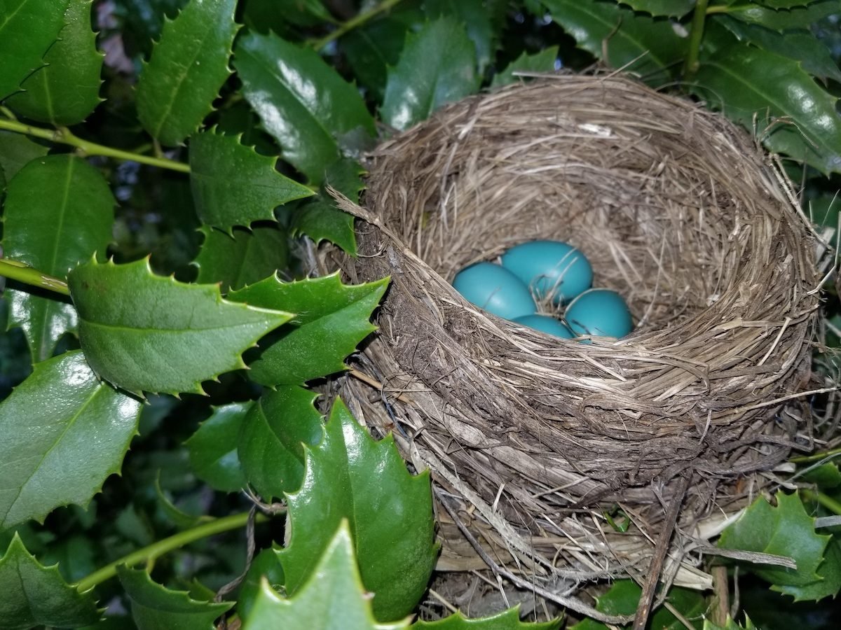 All About Robin Nests and Robin Eggs Birds and Blooms