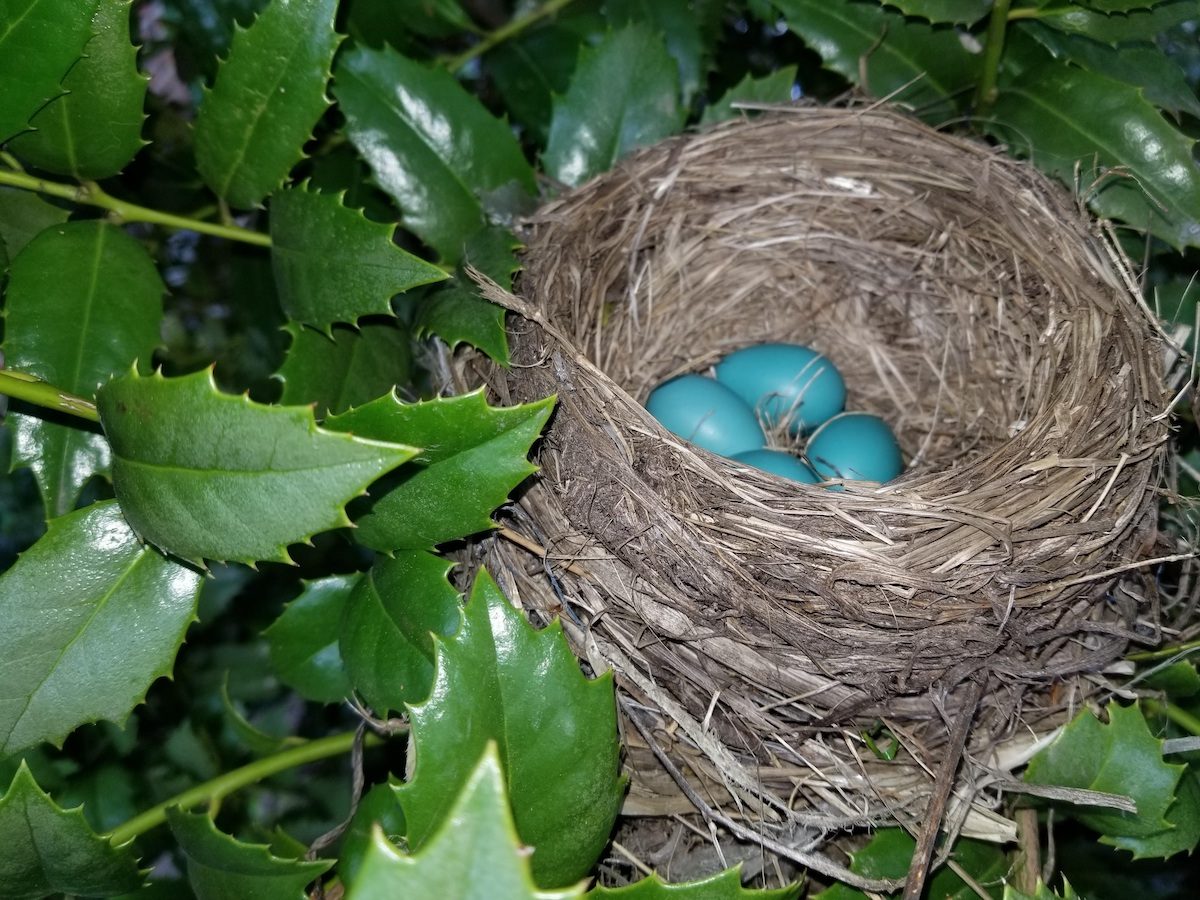 Huevos de petirrojo en nido