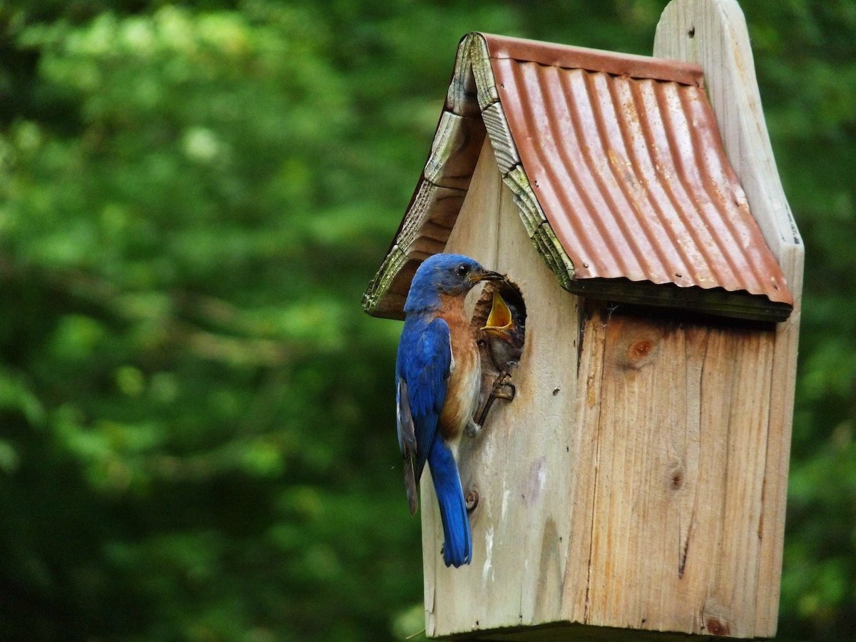 Where is the Best Place for a Bluebird House?