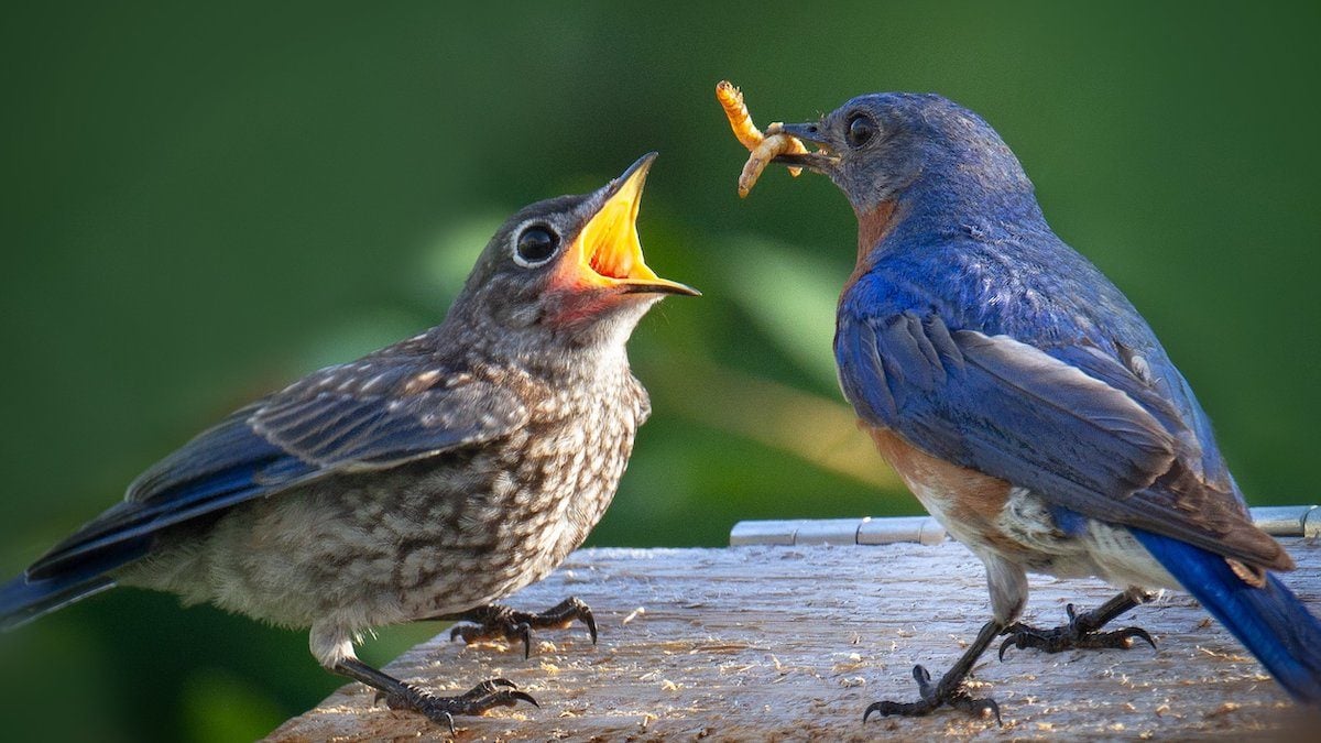 15 Totally Adorable Baby Bluebird Pictures - Birds and Blooms