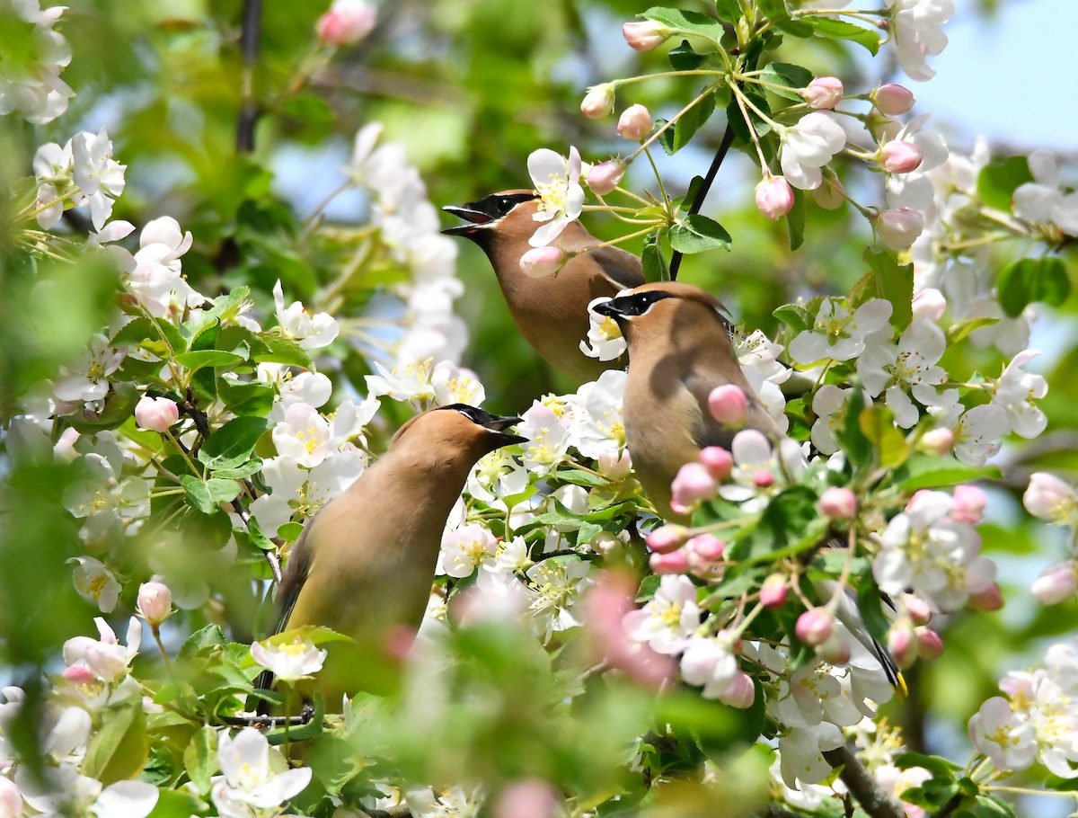 What Does a Cedar Waxwing Call Sound Like?