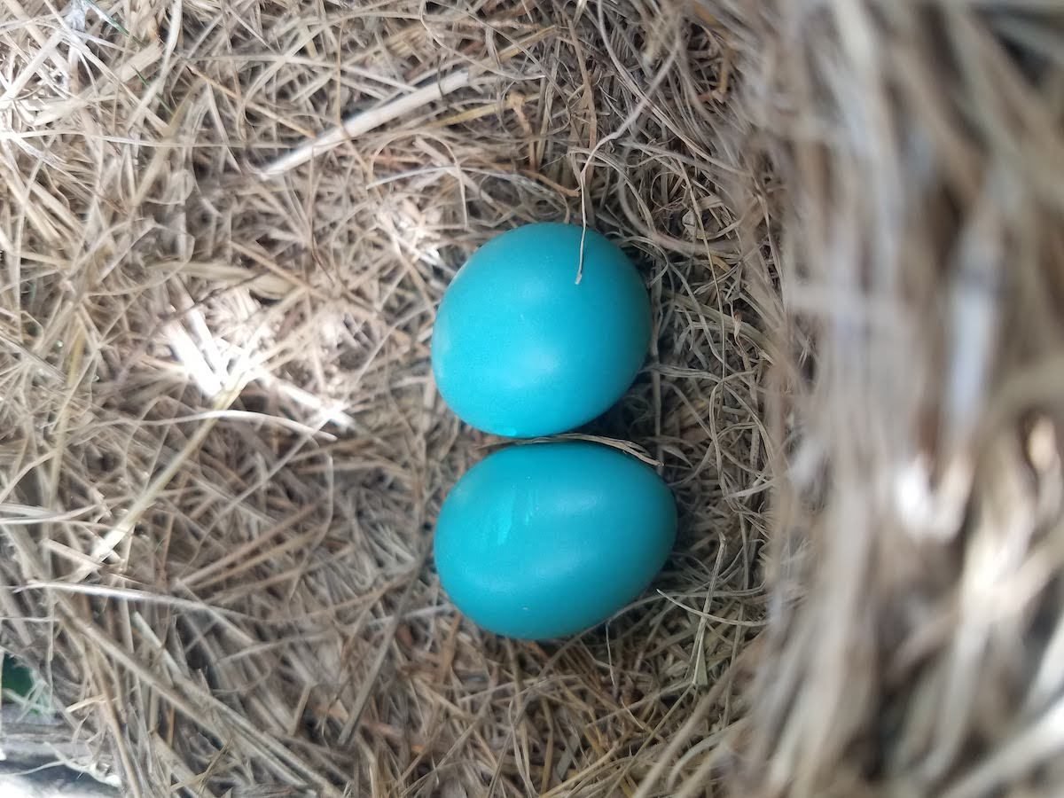 Why do Robins lay blue eggs?