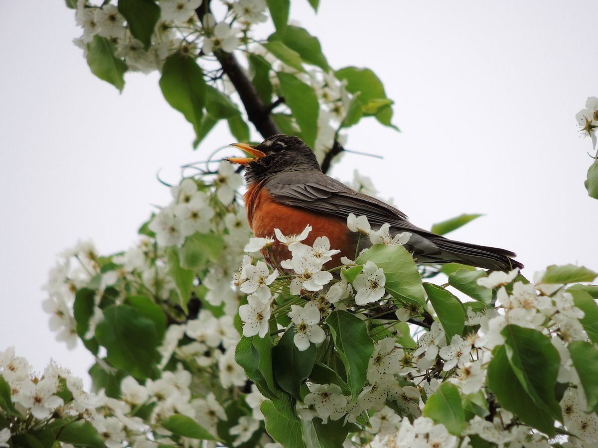 Wake Up Early to Listen for a Robin Bird Song