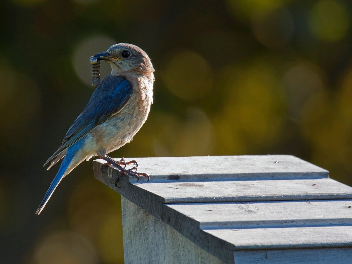 Help the Bluebirds: Monitor Bluebird Nest Boxes