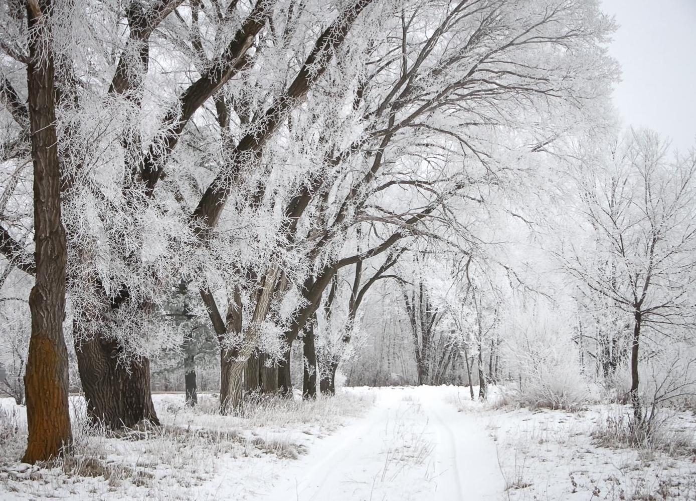 50 Beautiful Winter Pictures Across America - Birds and Blooms
