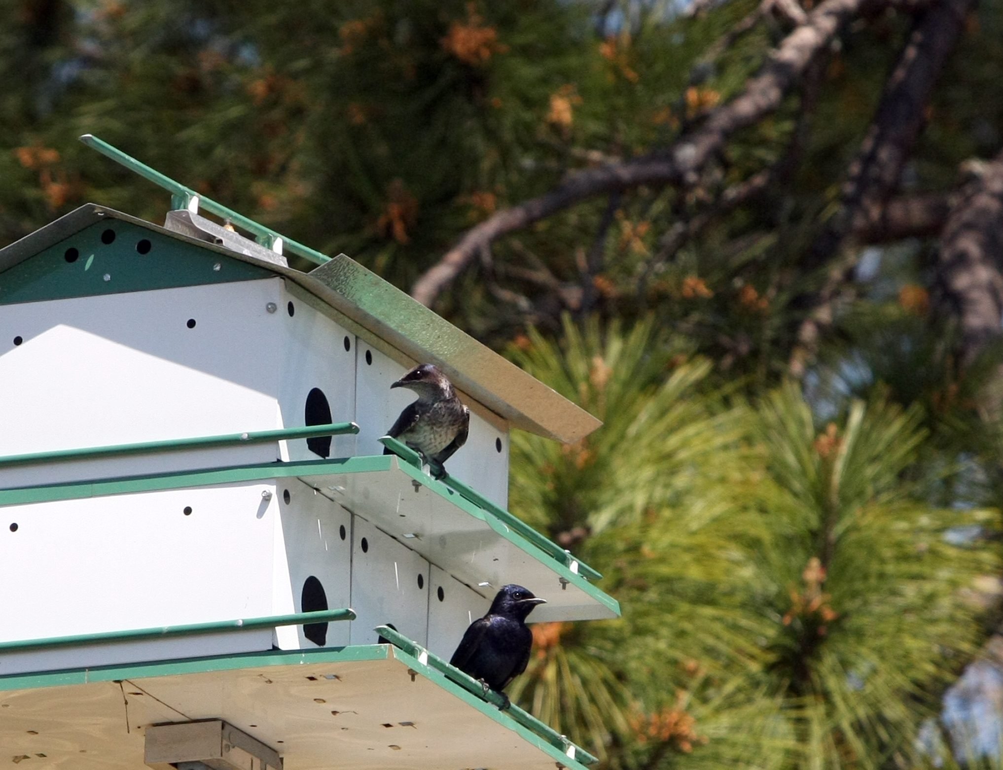 Be a Good Bird Landlord With a Purple Martin House