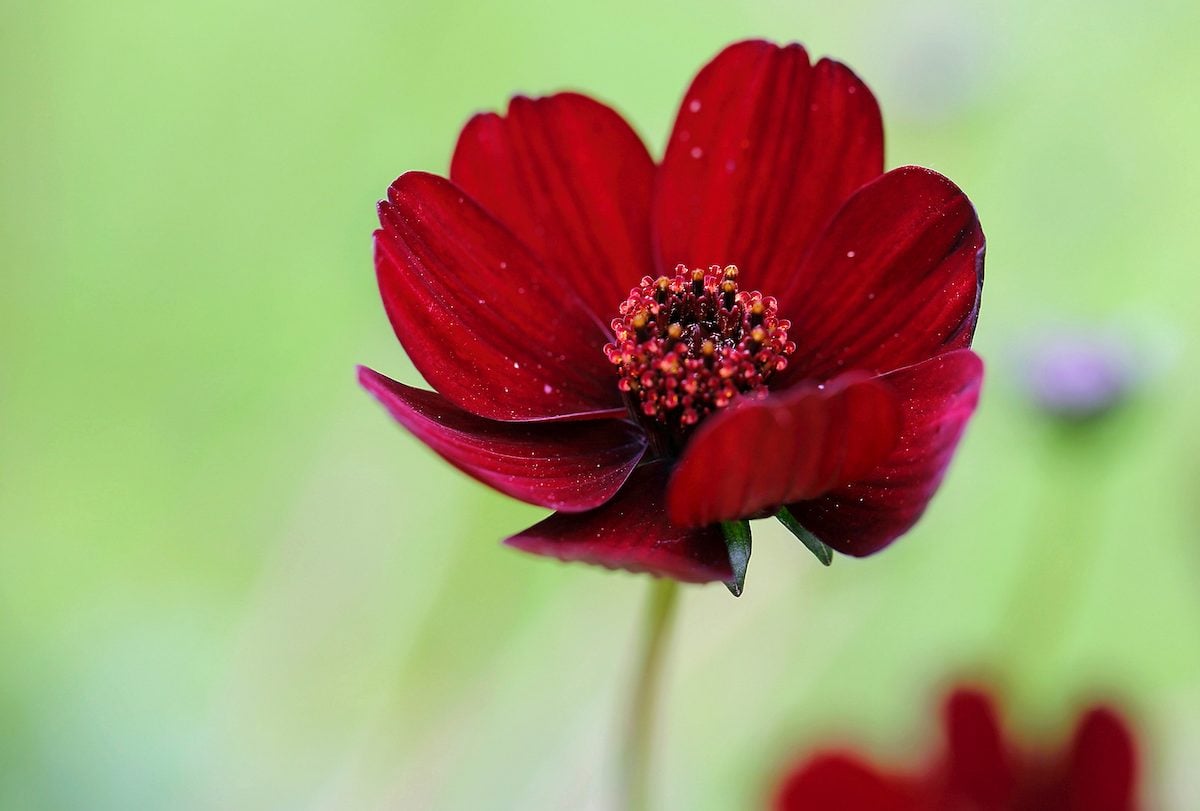 Treat Yourself with Chocolate Cosmos Flowers