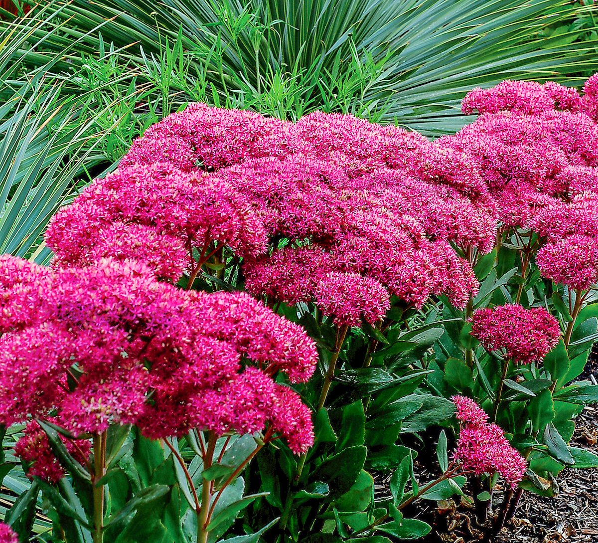 Top 10 Year Round Flowers and Perennial Plants