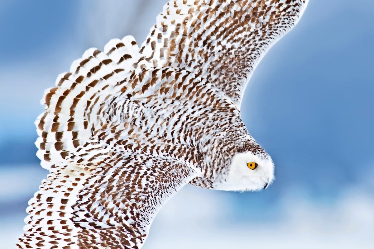 snowy owls with blue eyes flying