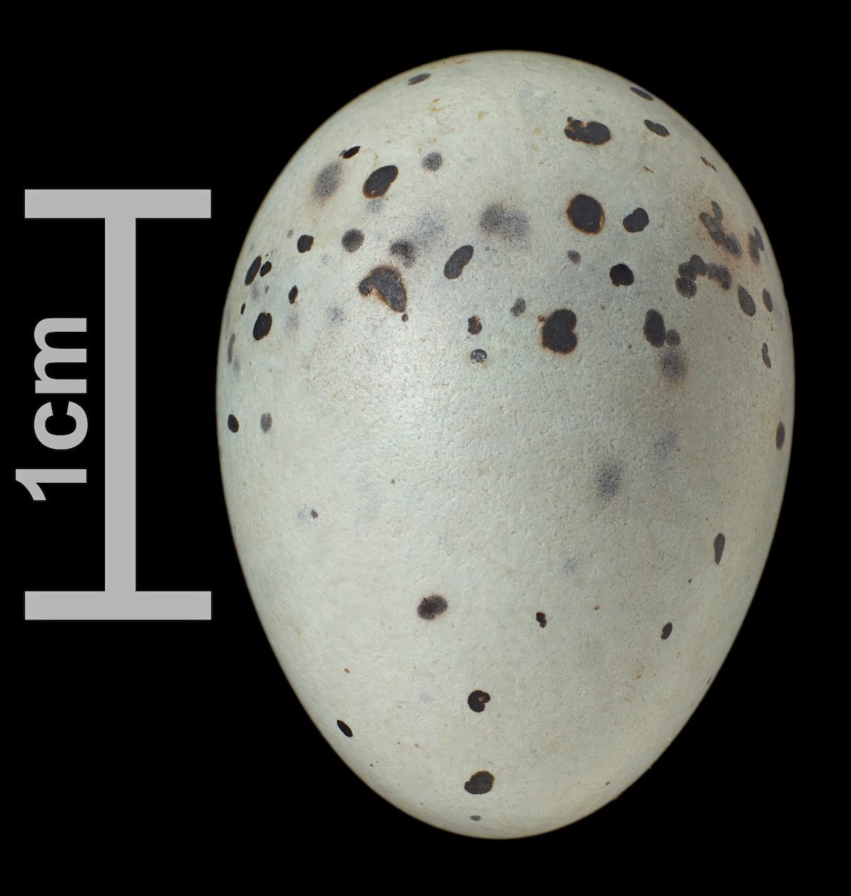 Giant Egg - Purple with Yellow Spots