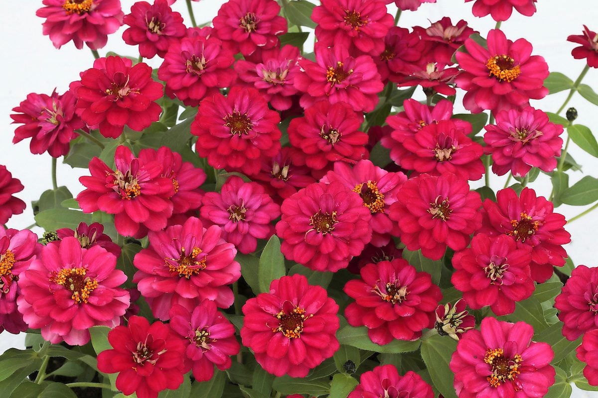 The Zinnia Profusion Series Will Fill Your Garden With Color