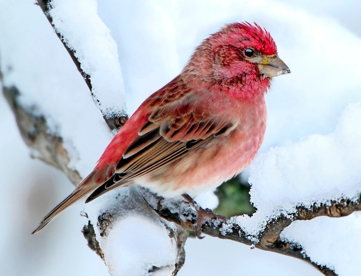 How to Attract and Identify a Purple Finch