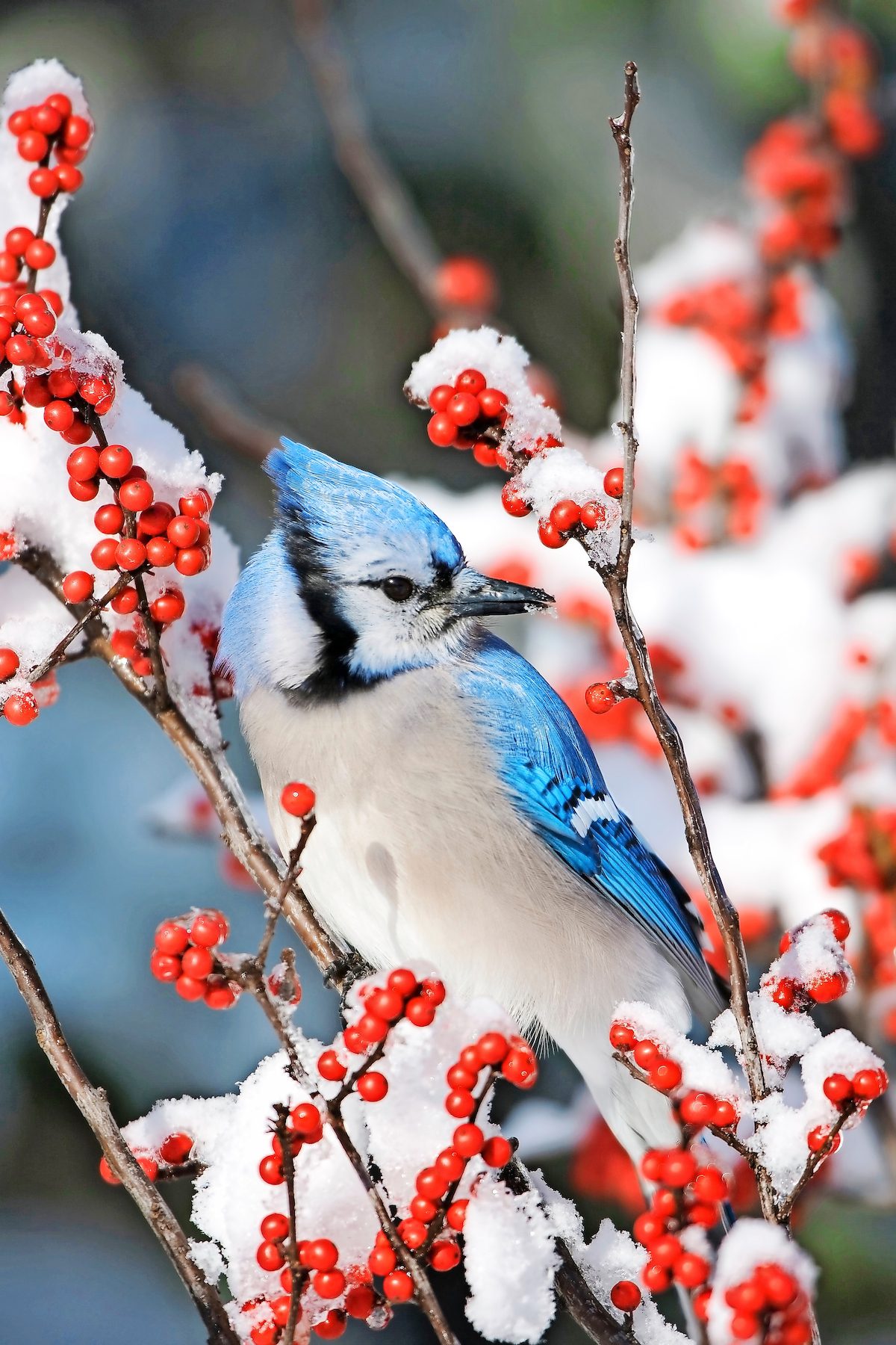 Cardinal And Blue Jay Birds Art Paint By Number - NumPaints