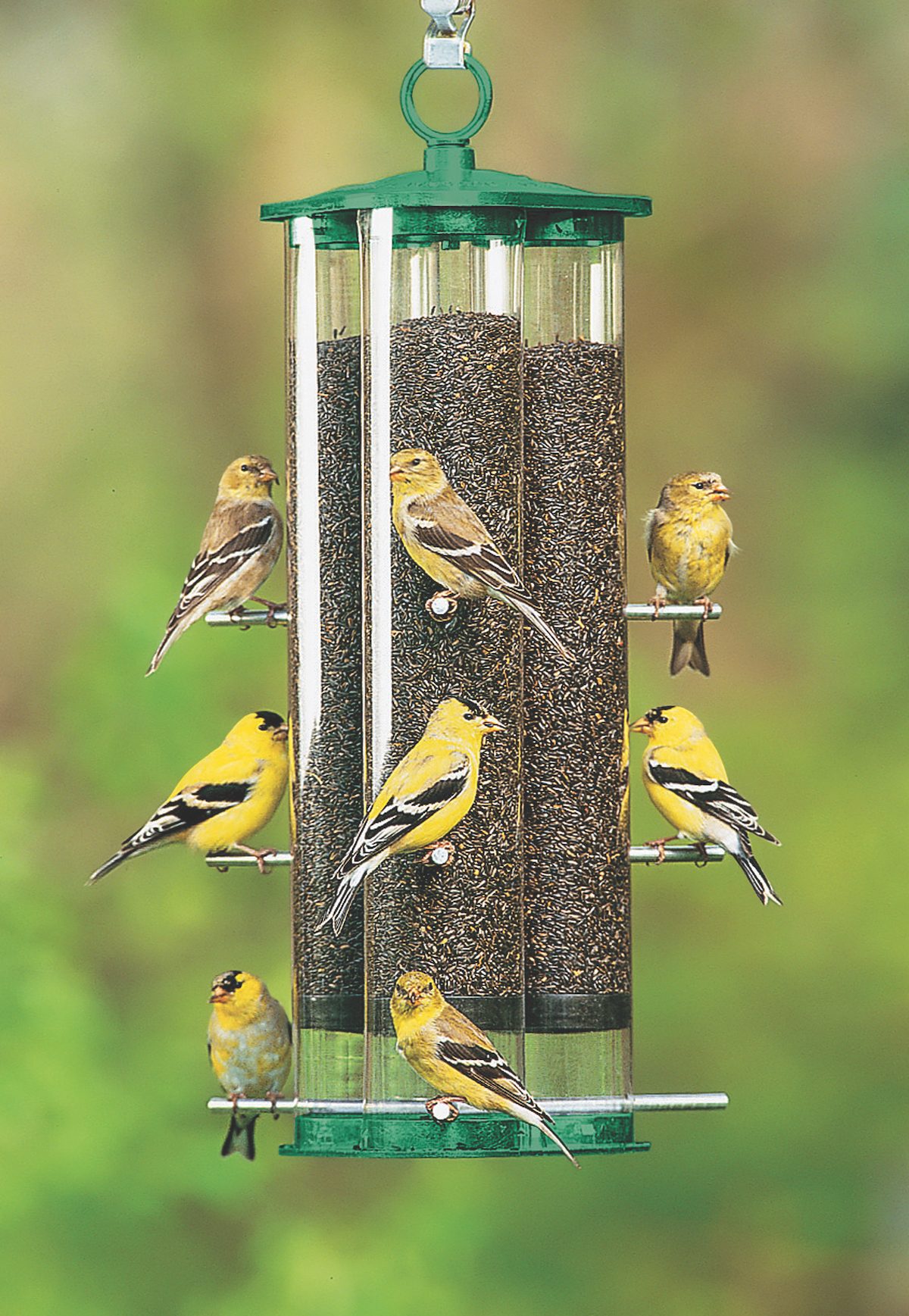 The Best Finch Feeders to Serve Thistle Seed Birds and Blooms