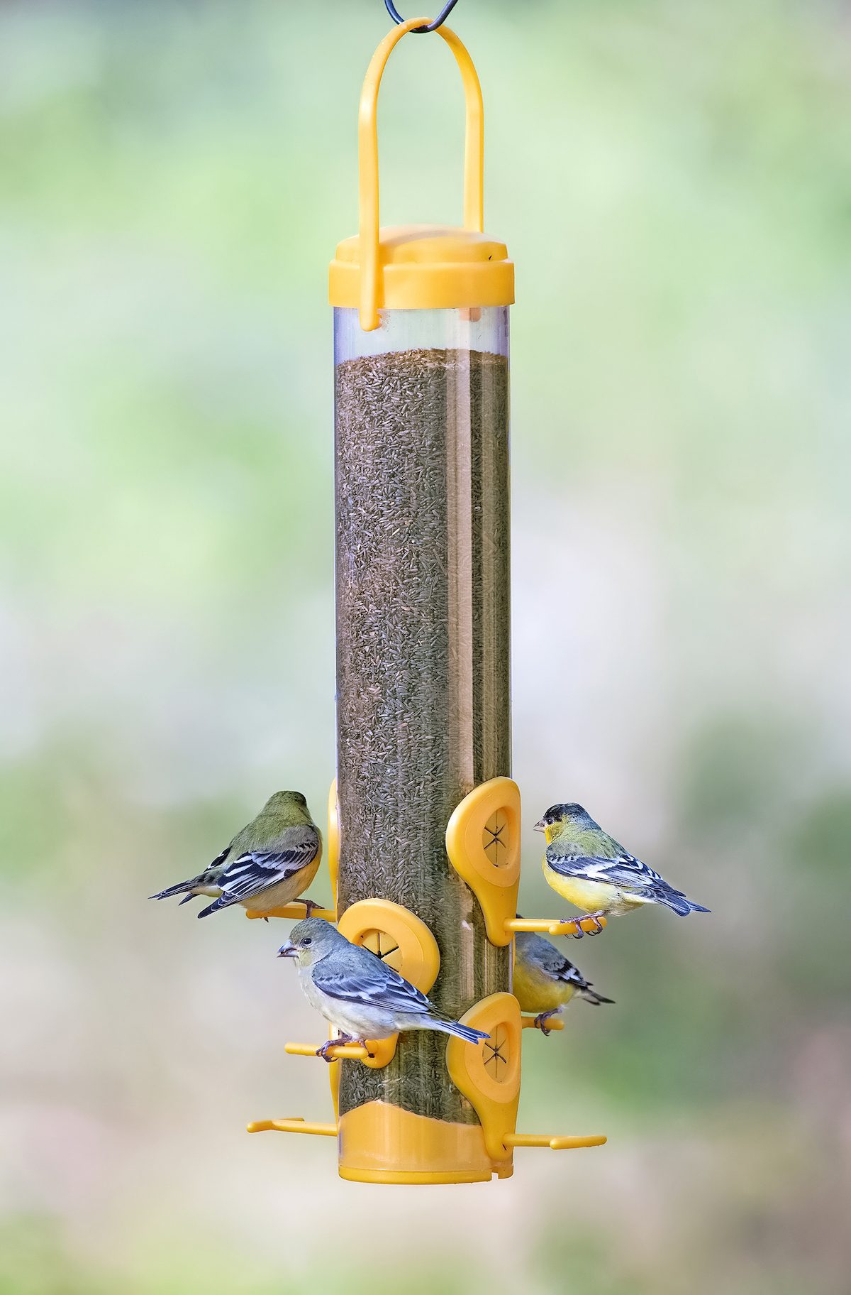 The Best Finch Feeders to Serve Thistle Seed - Birds and ...