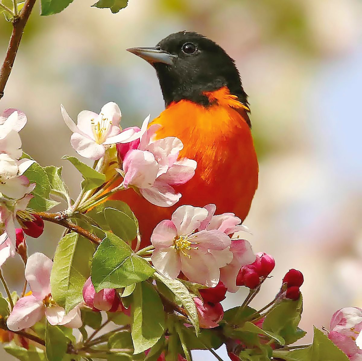 The 51 Best Spring Bird Pictures Ever Birds and Blooms