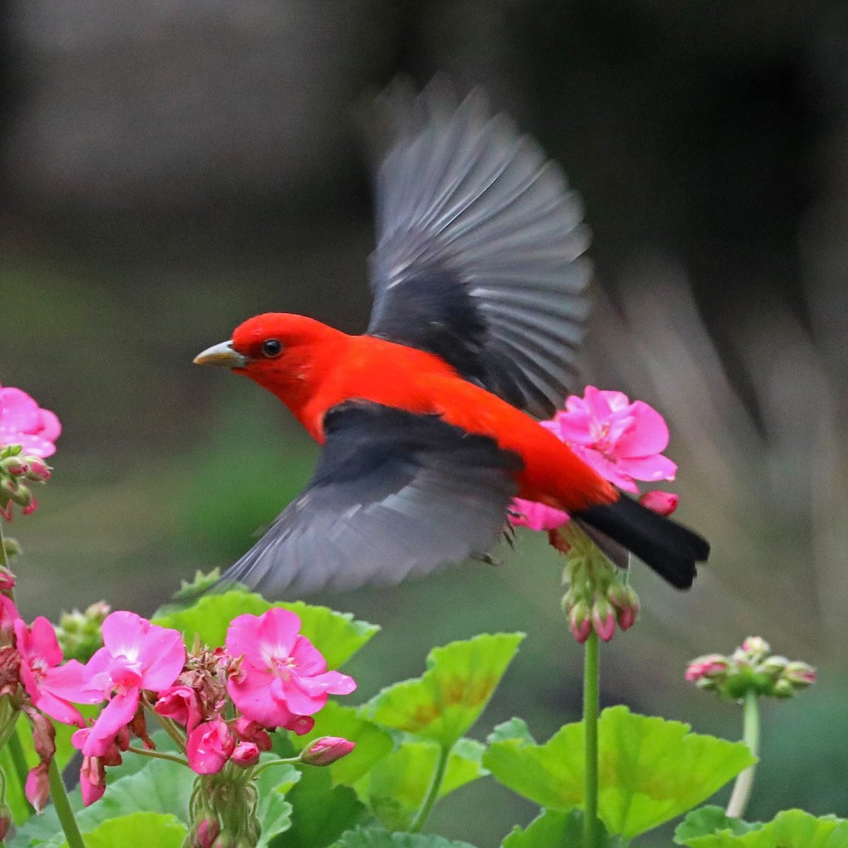 5 Vibrant Tanager Bird Species to Know