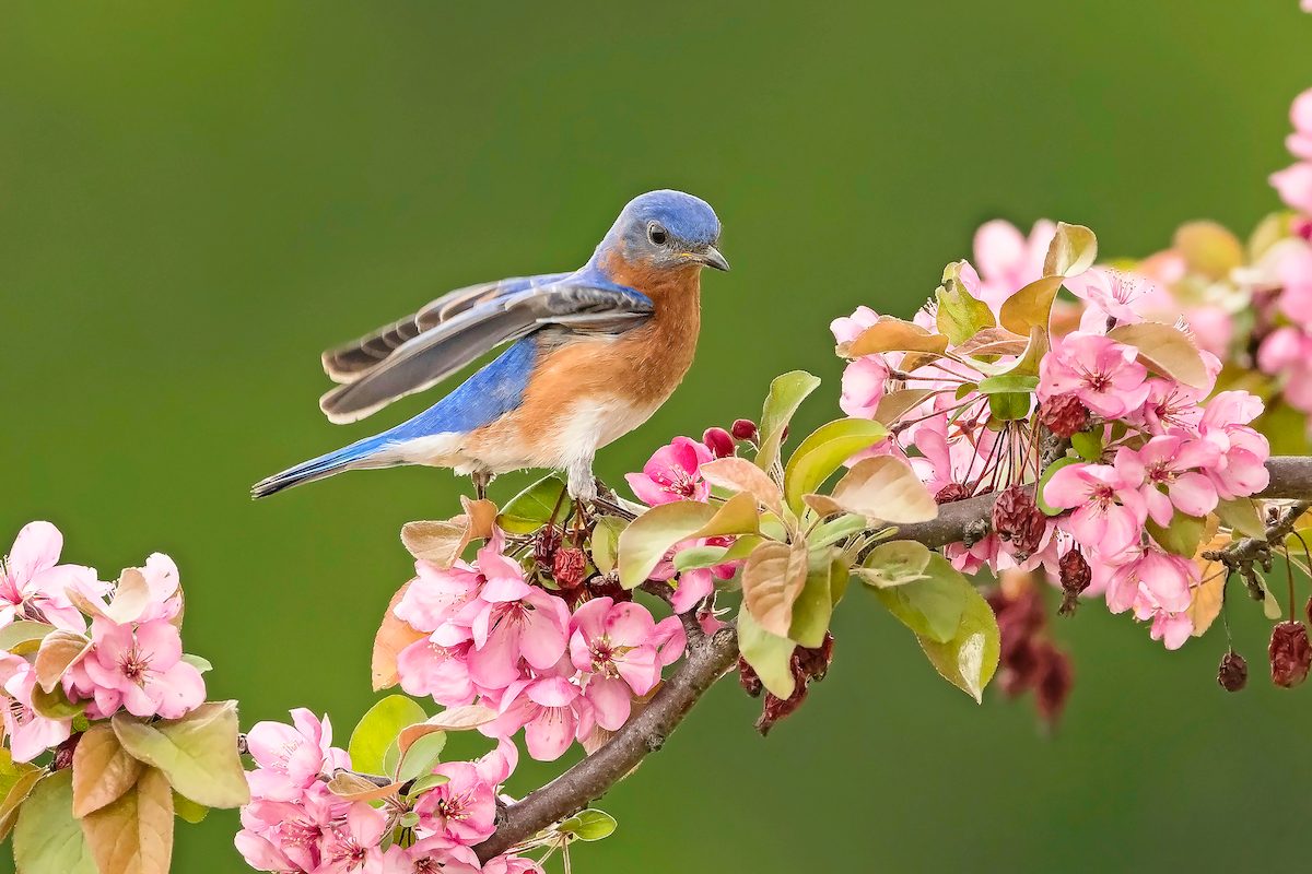spring flowers and birds
