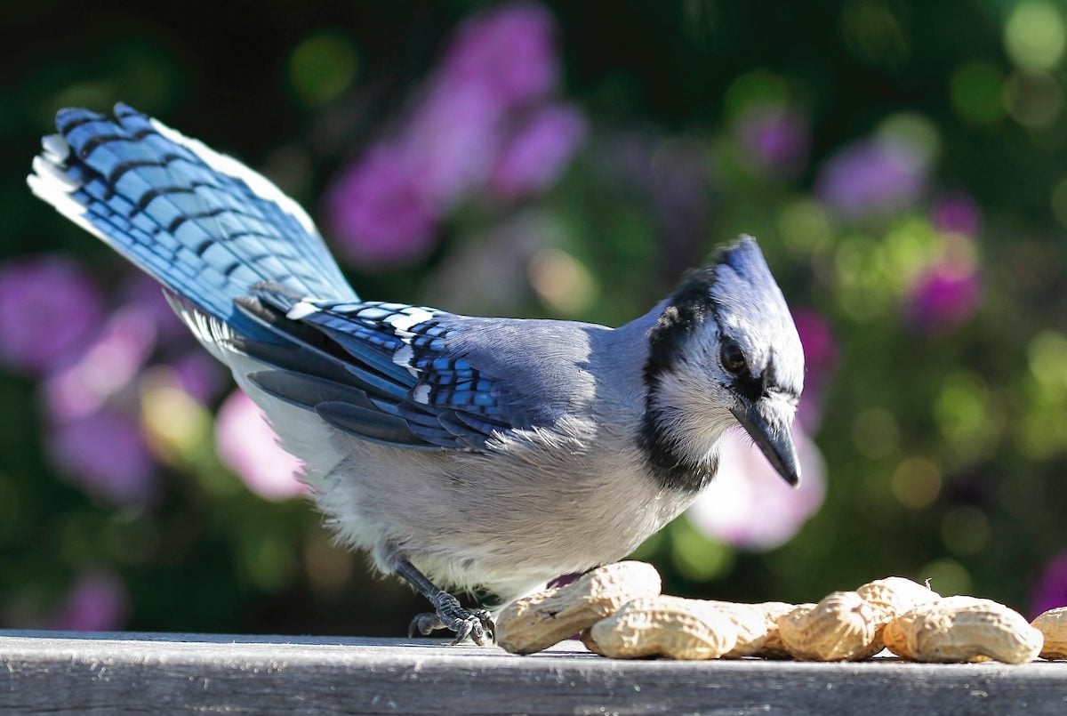 Bluebird vs Blue Jay: How to Tell the Difference