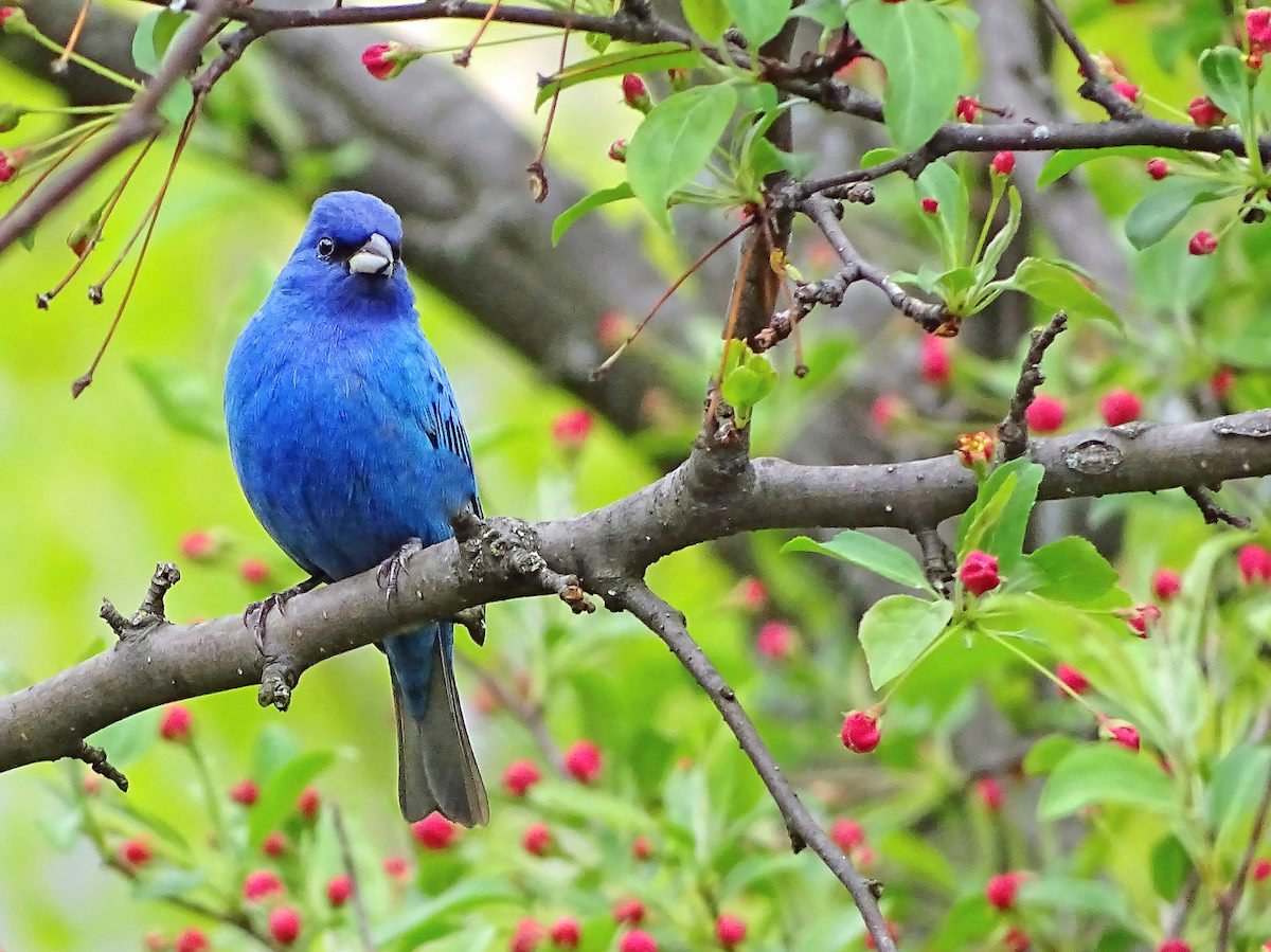 Not All Blue Birds are Bluebirds - Learning to Identify Birds by Color