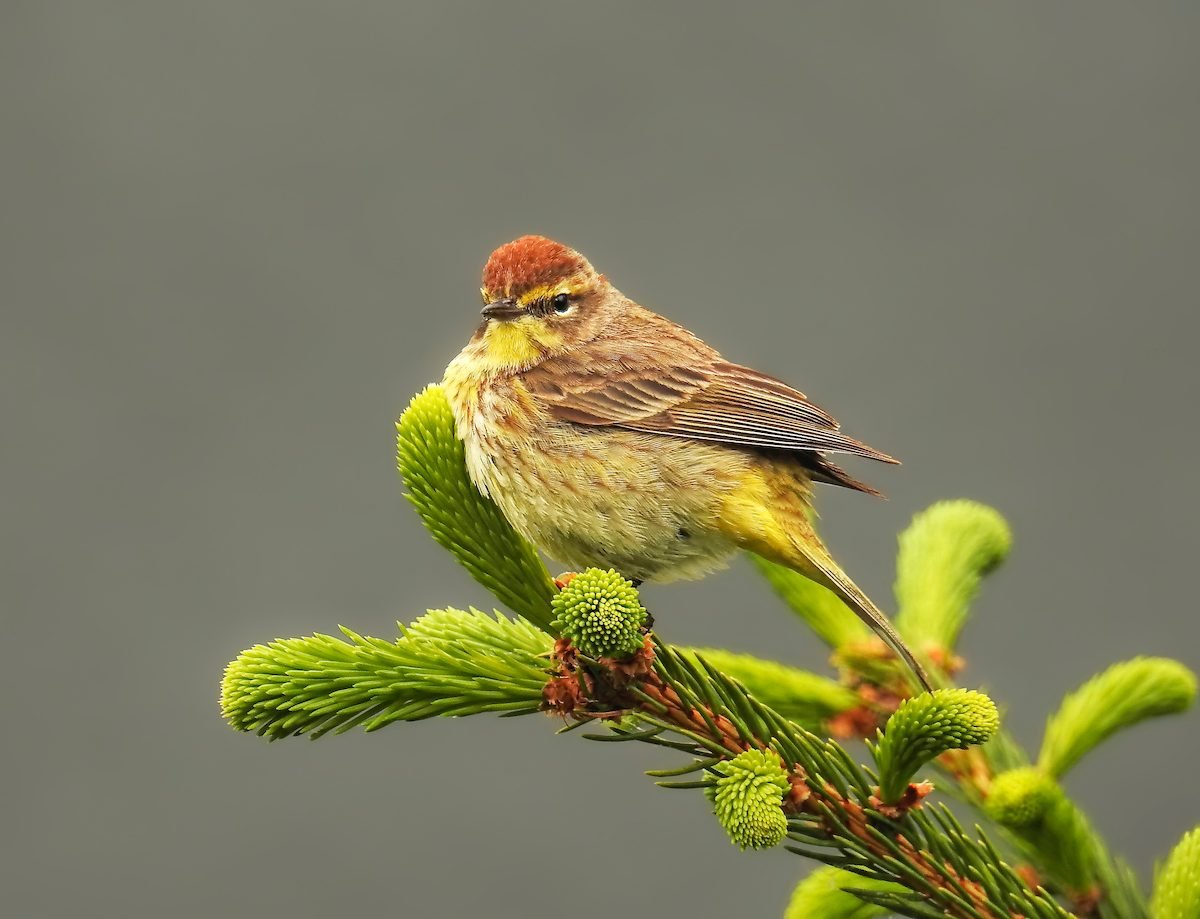 How to Identify a Palm Warbler