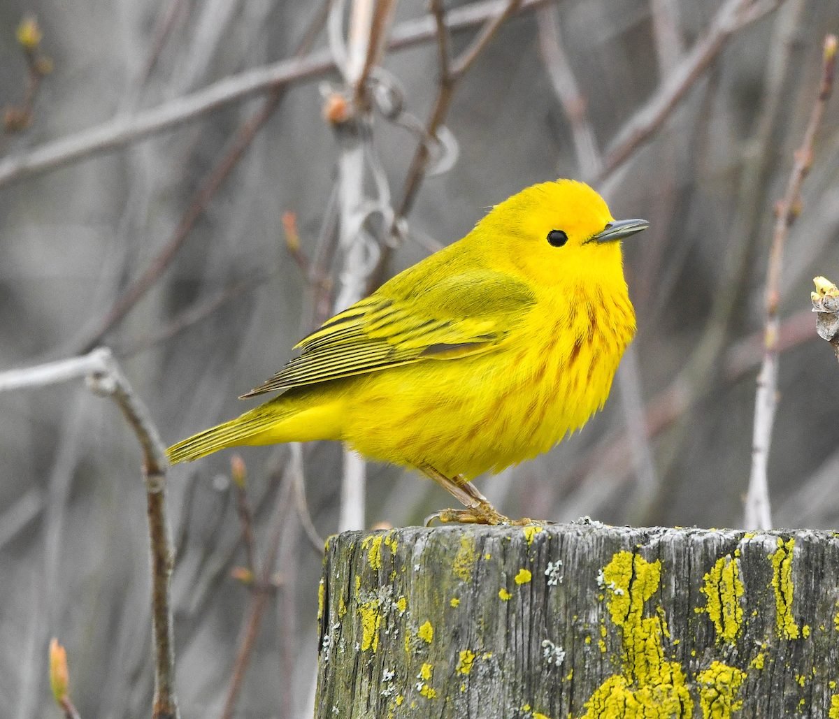 How to Identify a Yellow Warbler