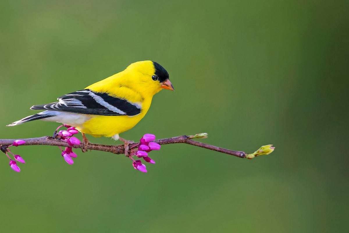 Yellow Warbler vs Goldfinch: How to Tell the Difference