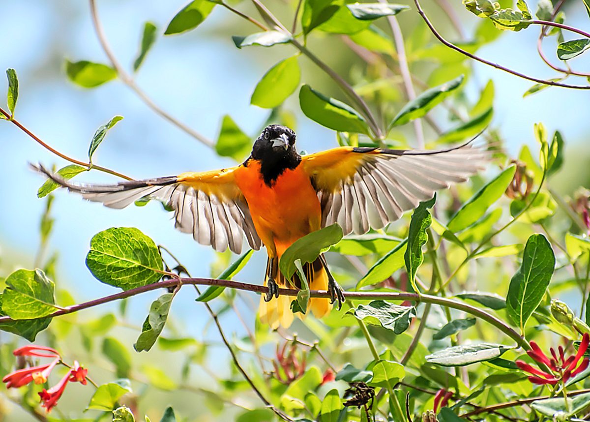 Super Sunday Yellow Feathers, We were fortunate to be In Ne…