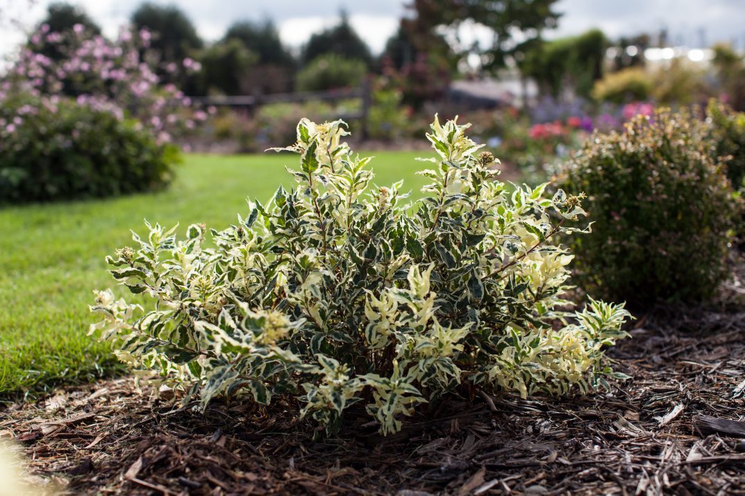 Top 10 Small Shrubs for Small Spaces - Birds and Blooms